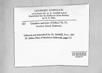 Calogaya saxicola image